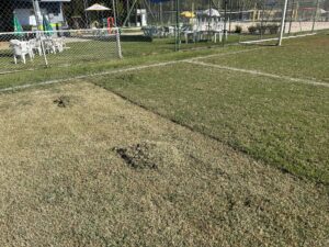 gramado em processo de corte. na foto demonstramos um gramado de campo de futebol com duas alturas diferentes