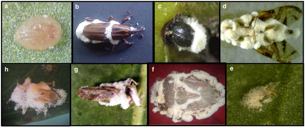 fungos (Beauveria bassiana) atacando diversos insetos.